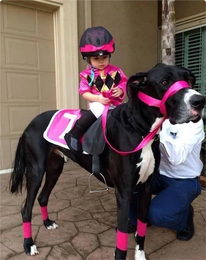 此犬因打斗方式独特，号称犬中圣斗士，护卫能力超过德牧