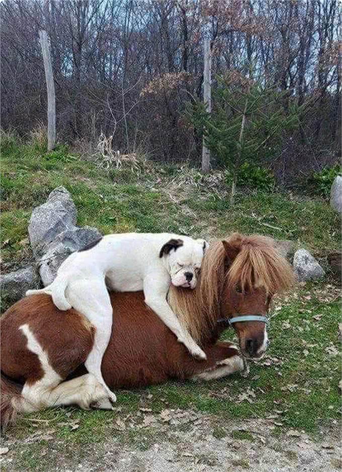 此犬因打斗方式独特，号称犬中圣斗士，护卫能力超过德牧