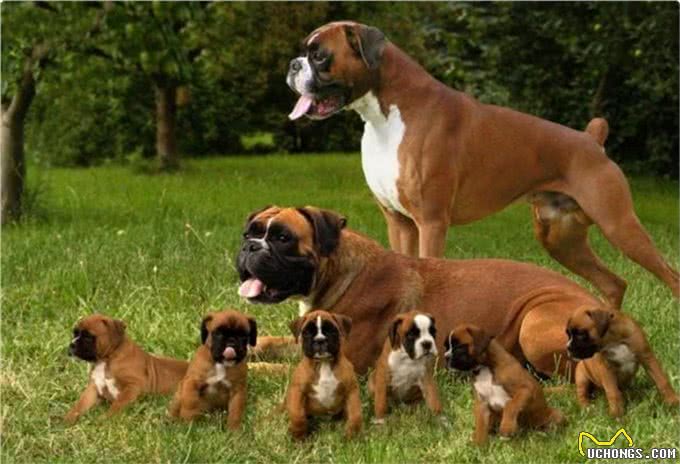 此犬因打斗方式独特，号称犬中圣斗士，护卫能力超过德牧