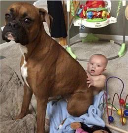 此犬因打斗方式独特，号称犬中圣斗士，护卫能力超过德牧