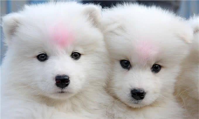 犬的能力如何培养