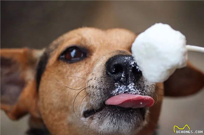 给狗狗喂多少才合适?如何判断它吃的刚刚好