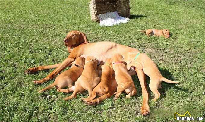 公犬VS母犬哪个更好养?养过的才懂,区别真的很大