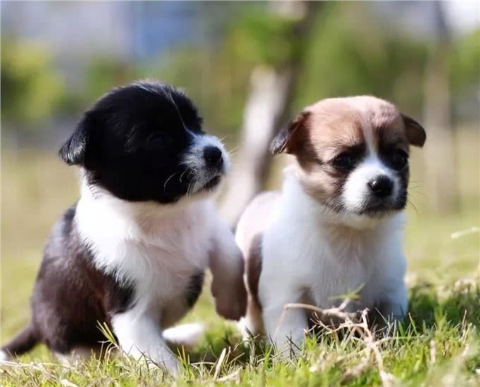 公犬VS母犬哪个更好养?养过的才懂，区别真的很大