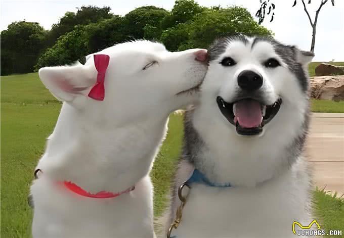 公犬VS母犬哪个更好养?养过的才懂,区别真的很大