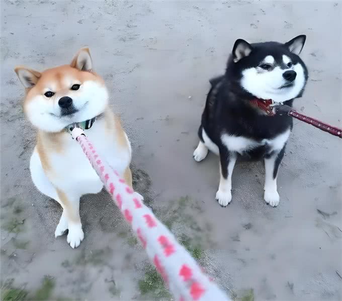 公犬VS母犬哪个更好养?养过的才懂，区别真的很大