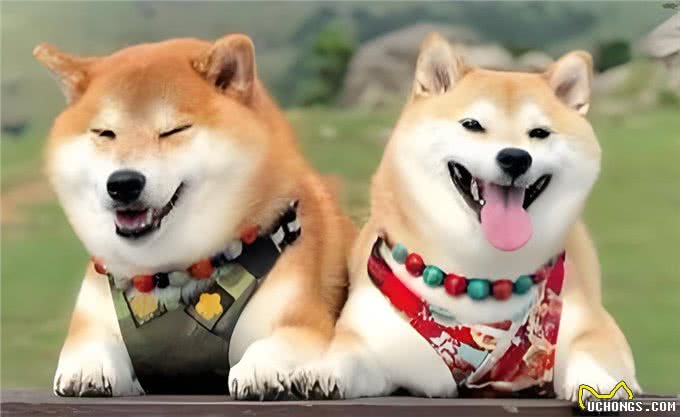 公犬VS母犬哪个更好养?养过的才懂,区别真的很大