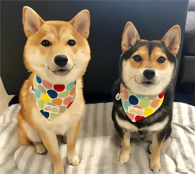 公犬VS母犬哪个更好养?养过的才懂，区别真的很大