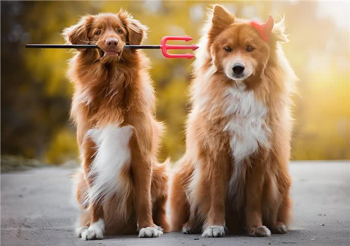 公犬VS母犬哪个更好养?养过的才懂,区别真的很大