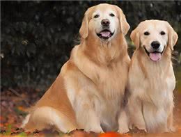 公犬VS母犬哪个更好养?养过的才懂，区别真的很大