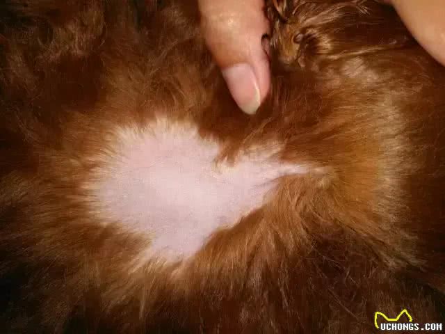 猫狗掉毛可以理解，但它的毛秃了是个什么鬼?