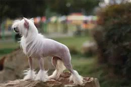 猫狗掉毛可以理解，但它的毛秃了是个什么鬼?