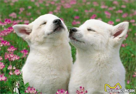 狗狗呕吐,主人真的知道原因吗?别把这件事不当回事,可能是大病