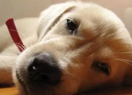 狗狗呕吐,主人真的知道原因吗?别把这件事不当回事,可能是大病