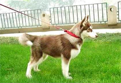 狗狗呕吐,主人真的知道原因吗?别把这件事不当回事,可能是大病