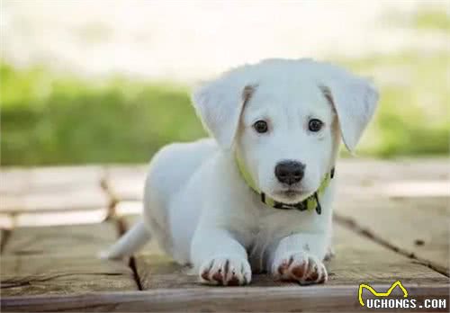 狗狗呕吐,主人真的知道原因吗?别把这件事不当回事,可能是大病