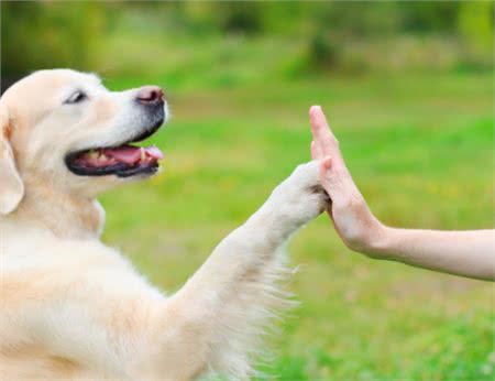 狗狗呕吐，主人真的知道原因吗?别把这件事不当回事，可能是大病