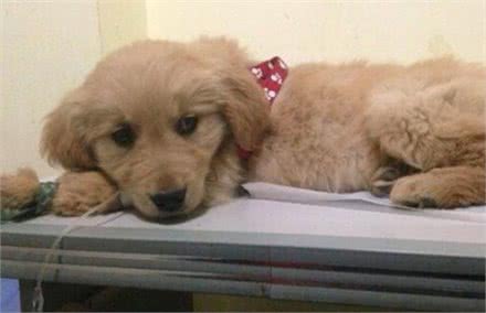 狗狗呕吐,主人真的知道原因吗?别把这件事不当回事,可能是大病