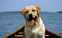 狗狗呕吐，主人真的知道原因吗?别把这件事不当回事，可能是大病