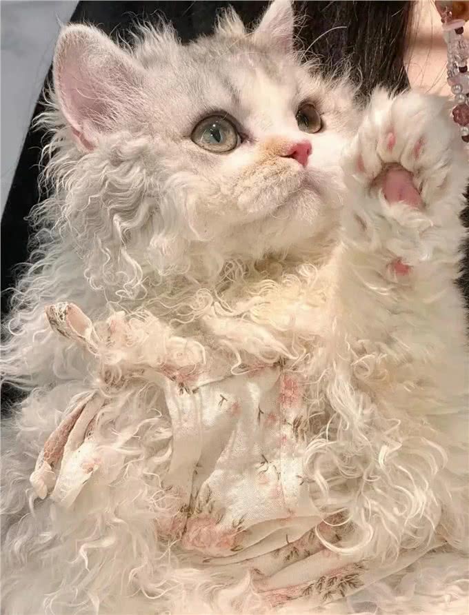 每天认识一种猫赛尔凯克卷毛猫[玫瑰