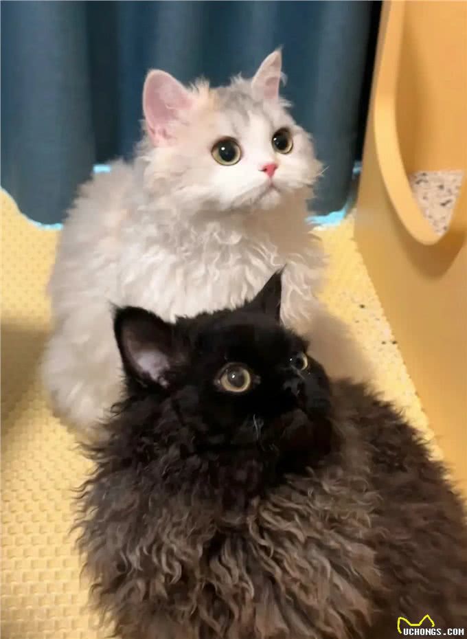 每天认识一种猫赛尔凯克卷毛猫[玫瑰