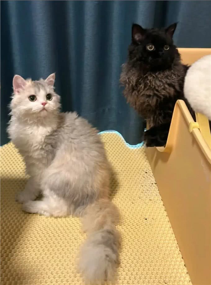 每天认识一种猫赛尔凯克卷毛猫[玫瑰