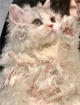 每天认识一种猫赛尔凯克卷毛猫[玫瑰