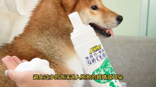 给狗狗洗澡必须要注意的事，你知道吗?