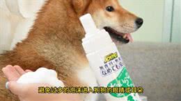 给狗狗洗澡必须要注意的事，你知道吗?