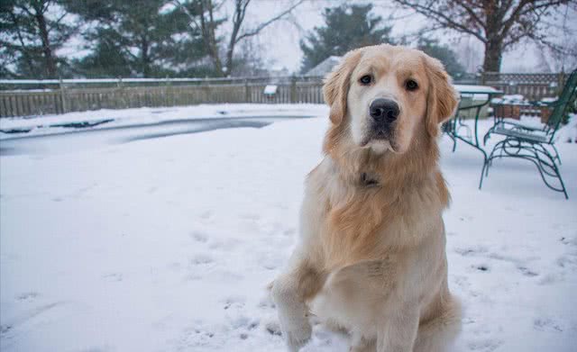 面对金毛狗吐黄水，主人可别大意，容易酿成大错