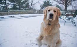 面对金毛狗吐黄水，主人可别大意，容易酿成大错