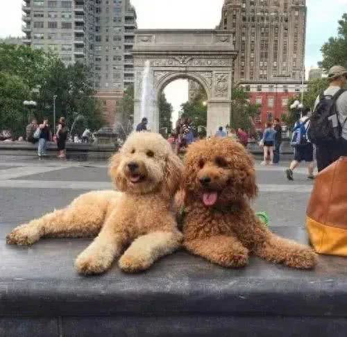 狗的交际圈有多广?网友：工作是它找的，孩子上学都是依靠它