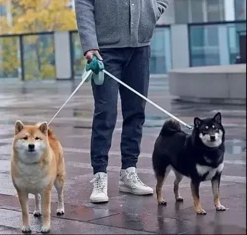 狗的交际圈有多广?网友：工作是它找的，孩子上学都是依靠它