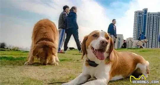 狗的交际圈有多广?网友：工作是它找的，孩子上学都是依靠它