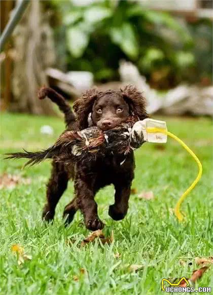 百科犬说之美国水獚犬