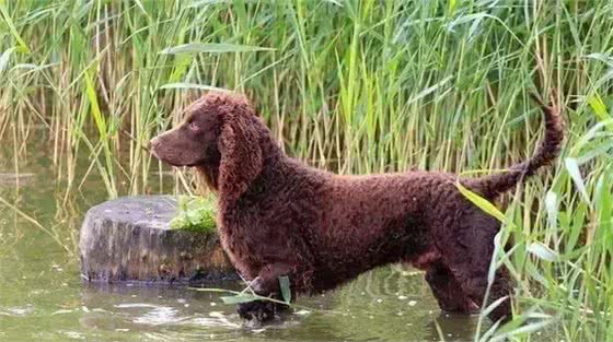 百科犬说之美国水獚犬