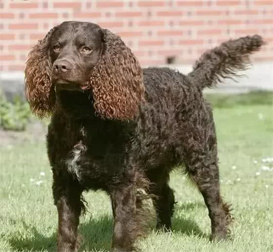 百科犬说之美国水獚犬