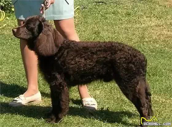 百科犬说之美国水獚犬