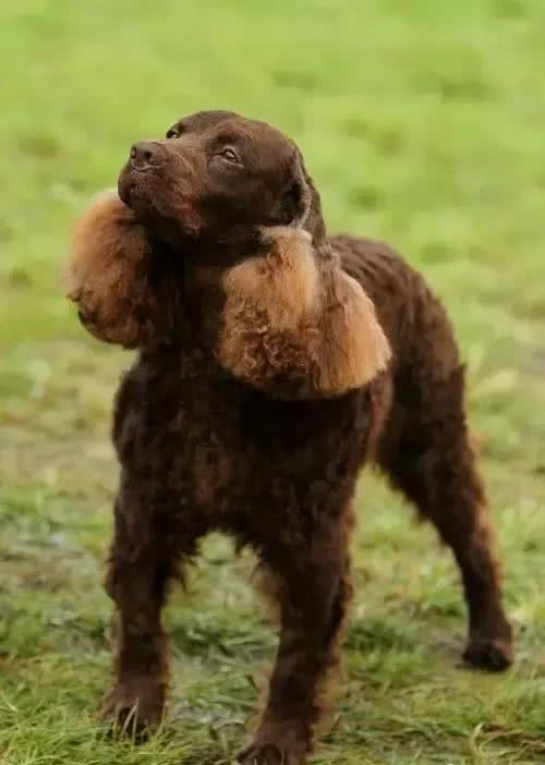 百科犬说之美国水獚犬