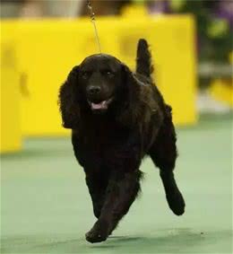 百科犬说之美国水獚犬