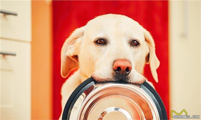 拉布拉多犬如何正确投喂?记住这六点，让你的狗狗状态爆棚
