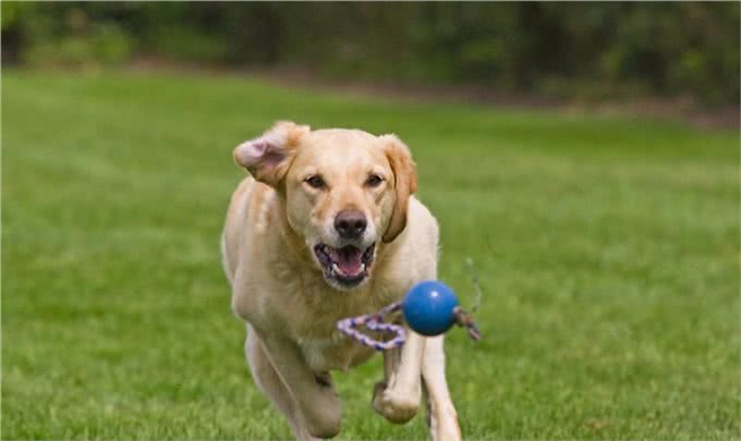 拉布拉多犬如何正确投喂?记住这六点，让你的狗狗状态爆棚
