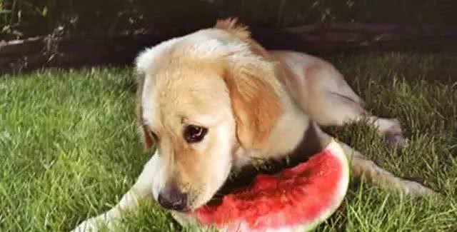 拉布拉多犬如何正确投喂?记住这六点，让你的狗狗状态爆棚