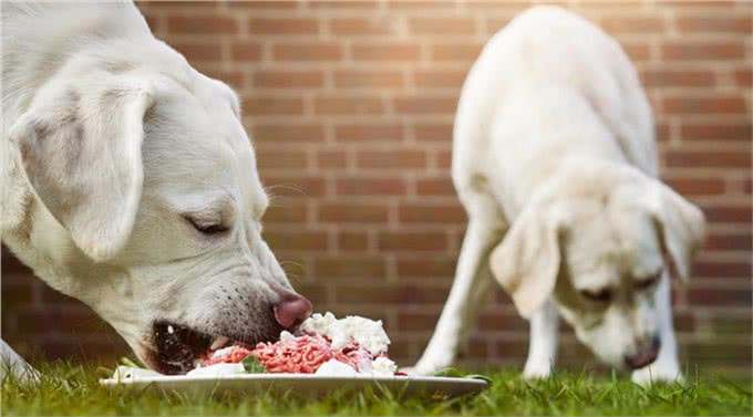 拉布拉多犬如何正确投喂?记住这六点，让你的狗狗状态爆棚