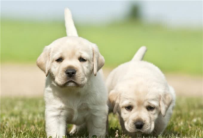 拉布拉多犬如何正确投喂?记住这六点，让你的狗狗状态爆棚