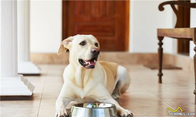 拉布拉多犬如何正确投喂?记住这六点，让你的狗狗状态爆棚