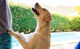 拉布拉多犬如何正确投喂?记住这六点，让你的狗狗状态爆棚