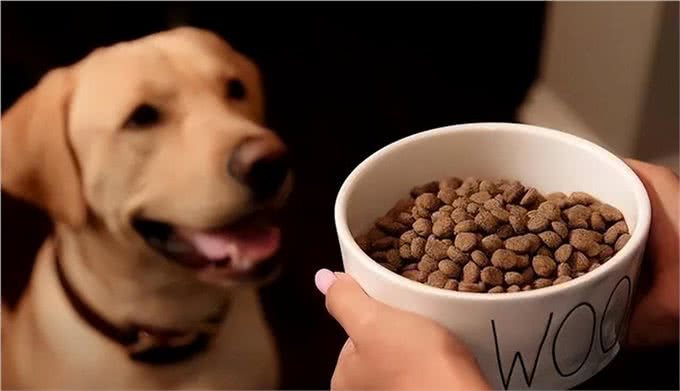 揭秘狗粮背后的秘密:你的狗狗究竟在吃什么?