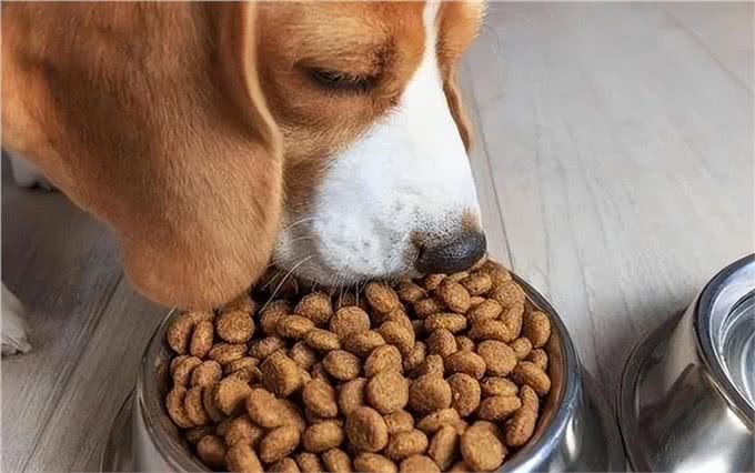 揭秘狗粮背后的秘密:你的狗狗究竟在吃什么?