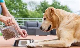 揭秘狗粮背后的秘密:你的狗狗究竟在吃什么?